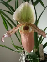Kopie von CIMG2307.webp