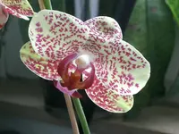 CIMG3267.webp