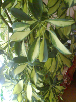 DSC00558.webp