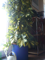 DSC00556.webp