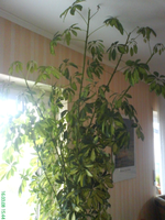 DSC00557.webp