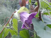 IMGP0470 (Medium).webp