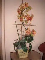 Orchideen 001.webp