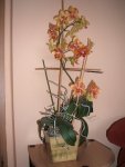 Orchideen 001.jpg