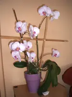 Orchideen 002.webp