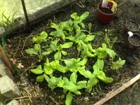 Salat und Kohlrabie.webp