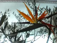 Paradisvogelblume2.webp