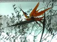 Paradisvogelblume.webp