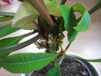 CIMG2630.webp