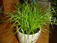 unbekannte pflanze 02.webp