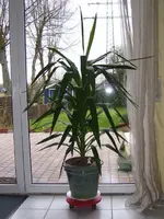 Pflanze.webp