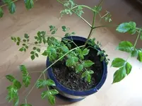 CIMG2634.webp