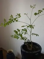 CIMG2636.webp