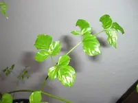 CIMG2637.webp