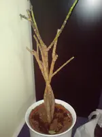 DSC00694.webp