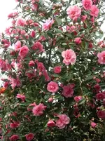 Kamelia.webp