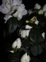 DSCN4704.webp