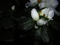 DSCN4705.webp