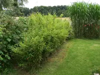 Kopie von 100_2295.webp