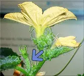 pic1.webp