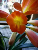 k2-Clivienblüte 23.2.08  013.webp