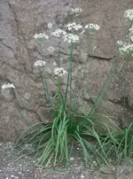 Allium_tuberosum.webp
