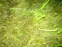 DSC00035.webp