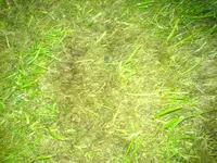 DSC00036.webp