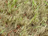 IMAG0560.webp