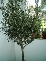 image7.webp