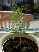 20080322-31-Verschiedenes.webp