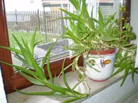 P1280176.webp