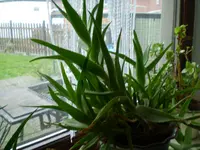P1280175.webp
