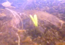 DSC00699.webp