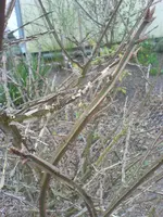 DSC00184.webp