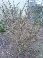 DSC00185.webp