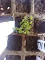 25032008233.webp