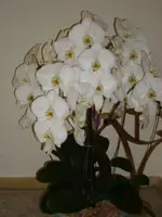 008.webp