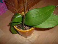 100_1308.webp