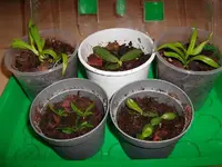 100_1273.webp