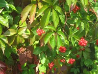 009.webp