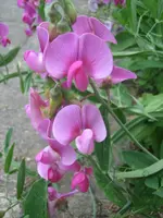 20080718_6091.webp