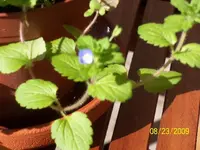 garten01 003_640x480.webp