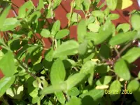 garten01 005_640x480.webp