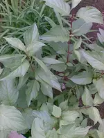 Bild003.webp