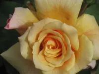 014.webp