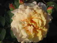 033.webp