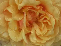 00912.webp
