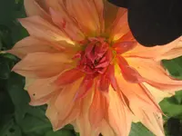 008.webp