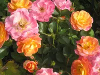 016.webp